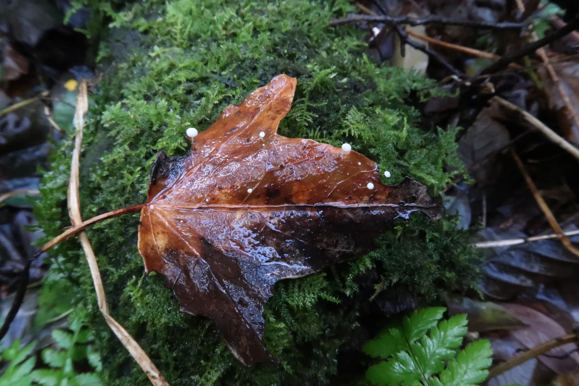 Marasmius epiphylloides - 1 - IMG_1789